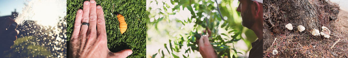 San Diego sick tree | tree doctor