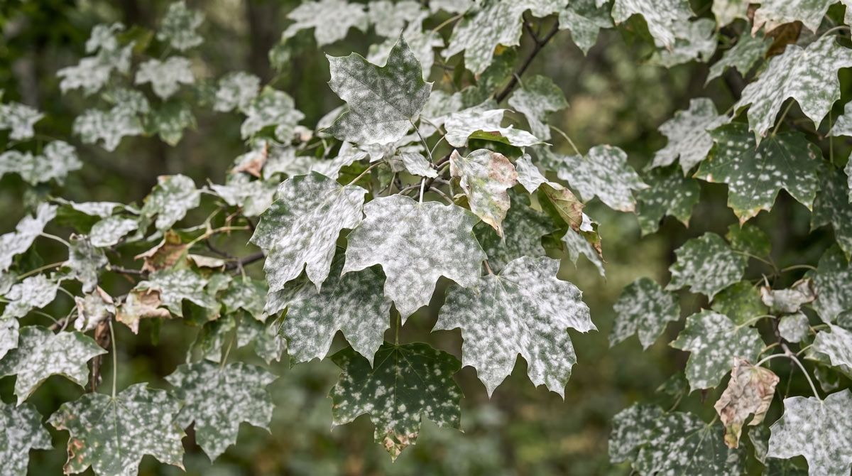 San Diego Tree Service – Powdery Mildew Disease | San Diego Tree Service | Tree Trimming | Tree Removal Rancho Santa Fe tree service | tree doctor