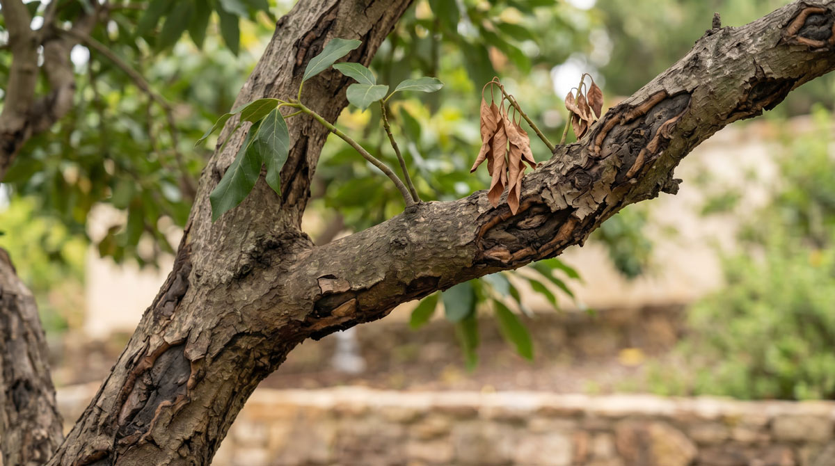 San Diego Tree Service – Botryosphareria Canker | San Diego Tree Service | Tree Trimming | Tree Removal San Diego sick tree | tree doctor