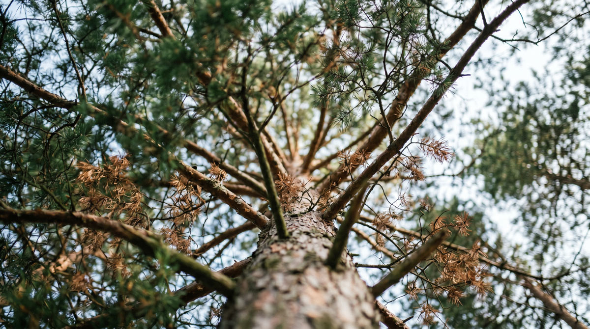 San Diego sick pine tree | tree doctor