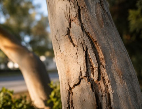 WHY IS MY TREE DYING?