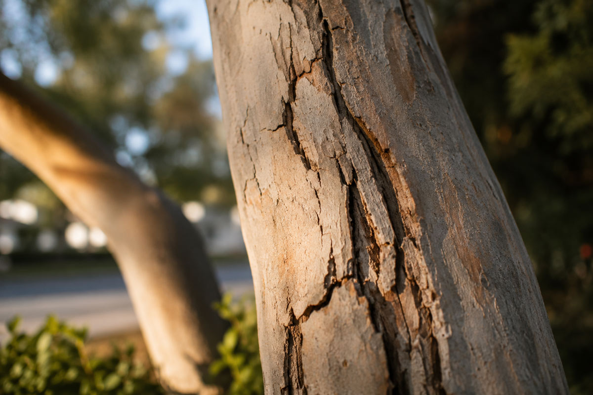 San Diego sick tree | tree doctor