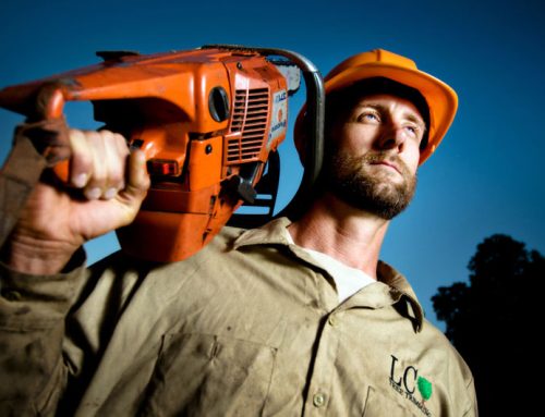 The Ultimate San Diego Tree Trimming Price Guide