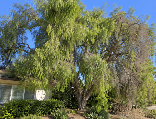 Tree Pruning in San Diego: Benefits, Best Practices & Expert Tips