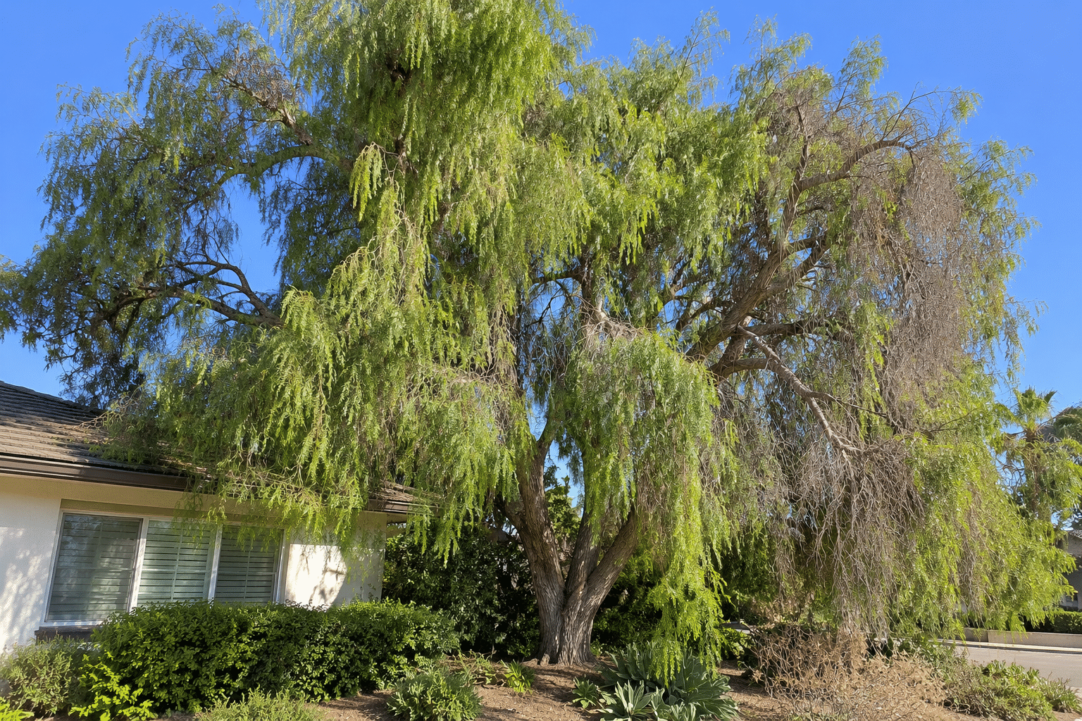 Unpruned Tree in San Diego | San Diego Tree Service | Tree Trimming | Tree Removal Unpruned tree in San Diego